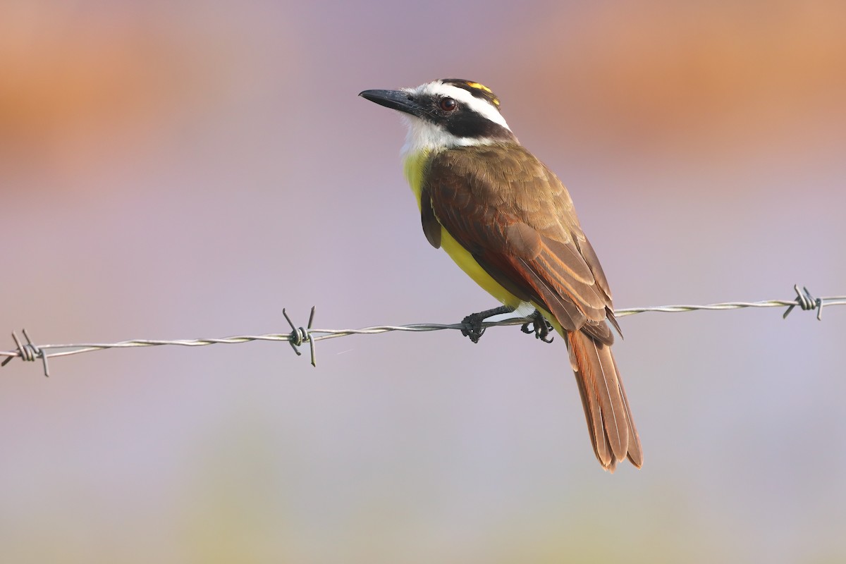 Great Kiskadee - ML643402016