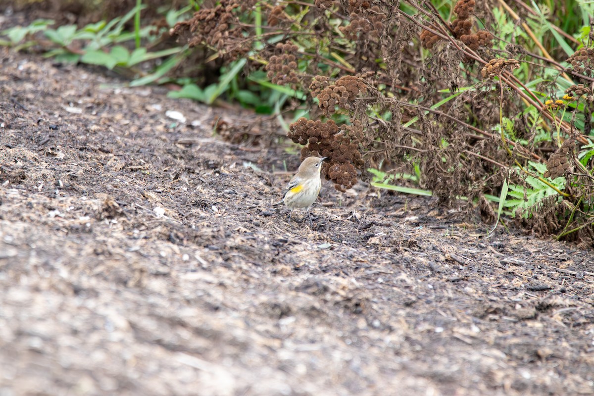 Yellow-rumped Warbler - ML643402025