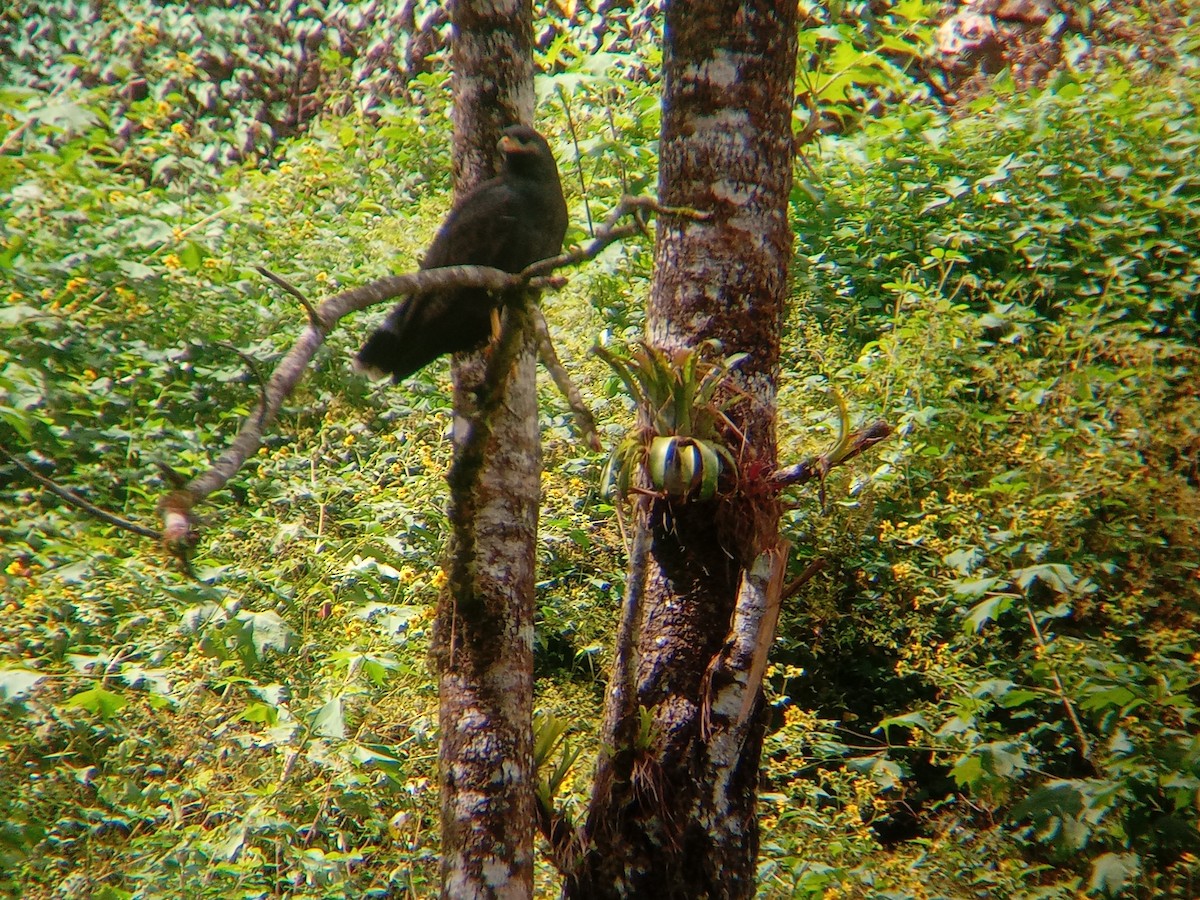 Common Black Hawk (Common) - ML643402039