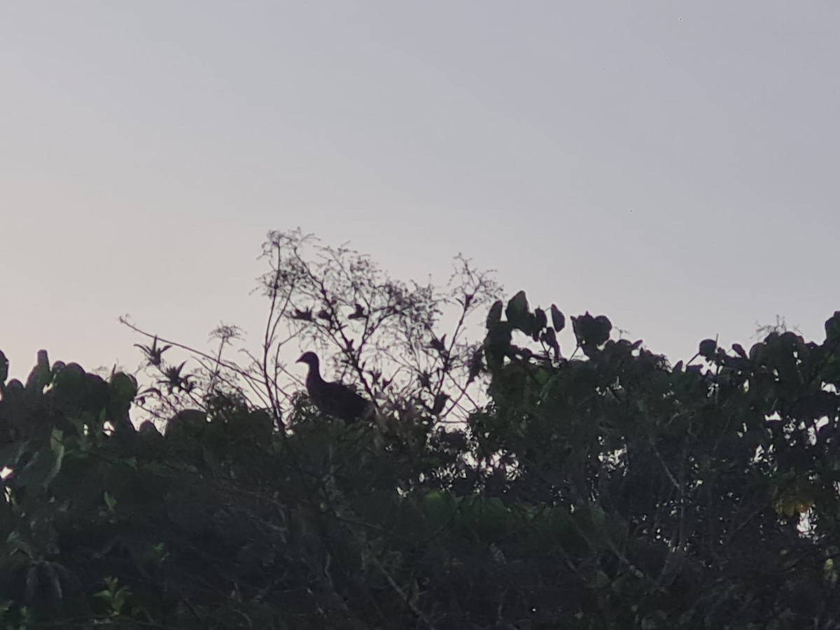Speckled Chachalaca - ML643402061