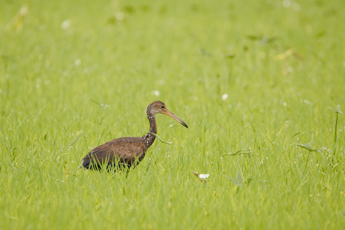 Limpkin - ML643402069
