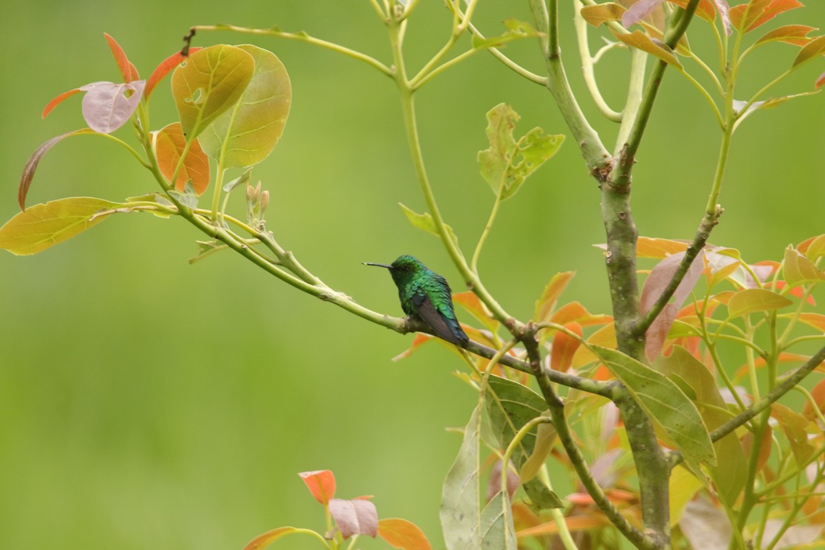 Western Emerald - ML643402075