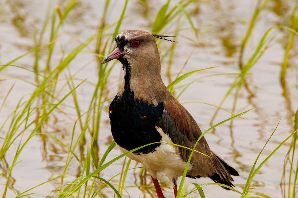 Southern Lapwing - ML643402087