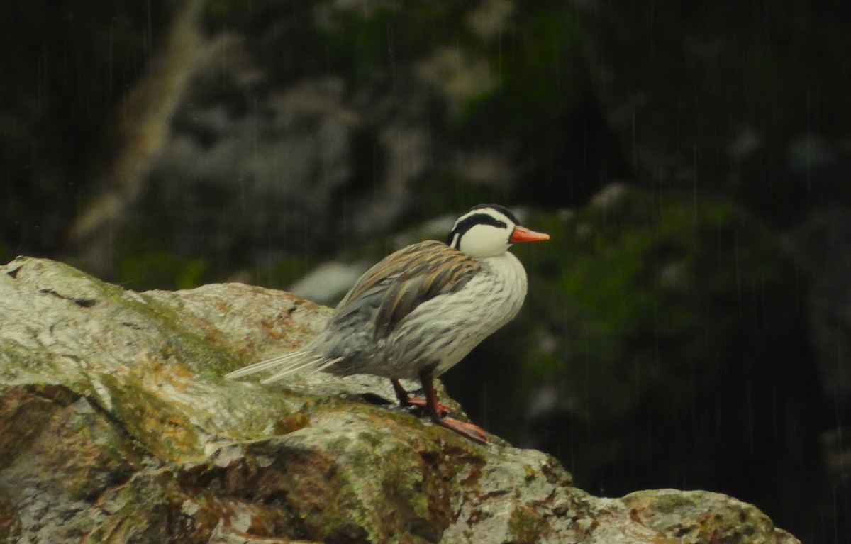 Torrent Duck - ML643402110