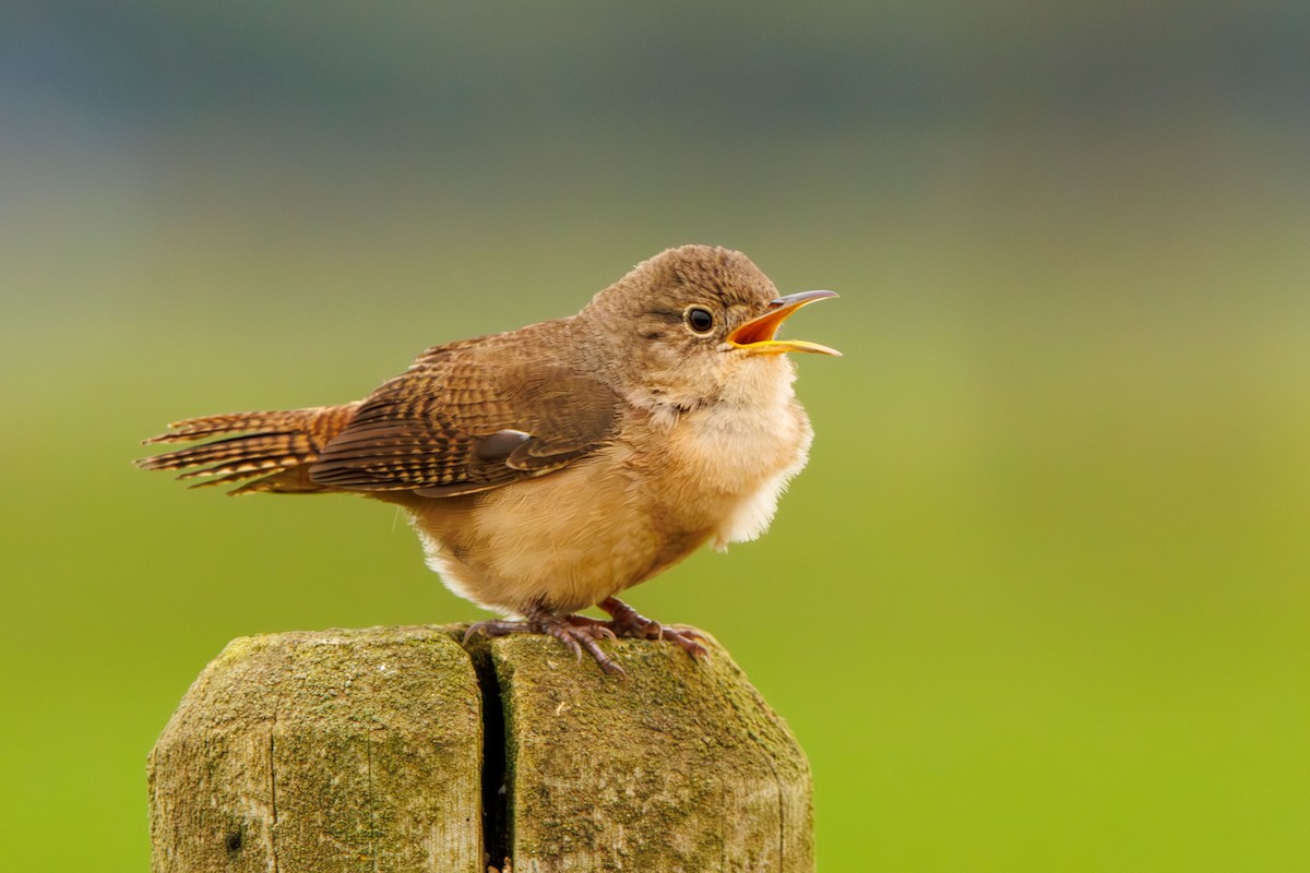 Southern House Wren - ML643402177