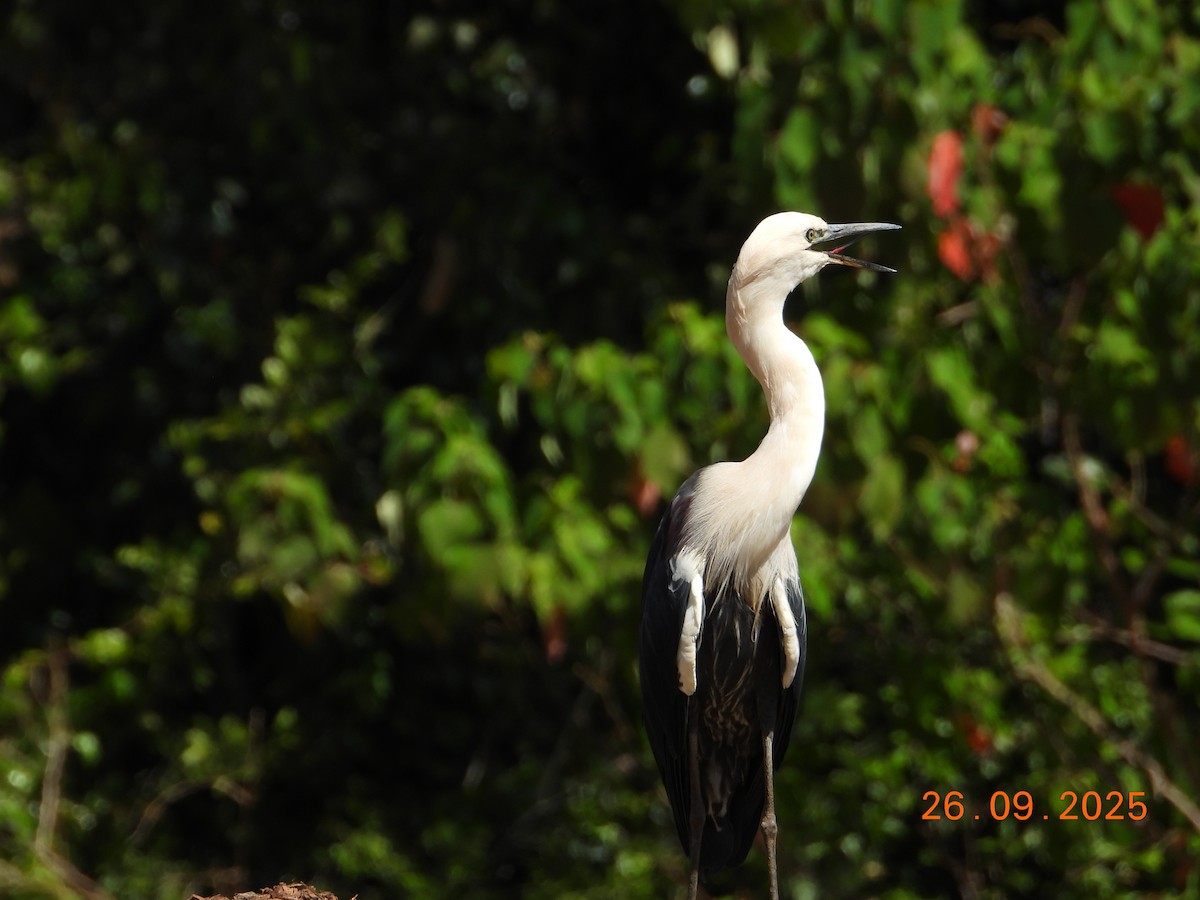 Pacific Heron - ML643402181