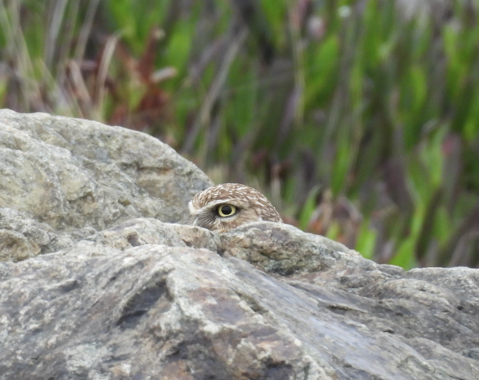 アナホリフクロウ - ML643402186