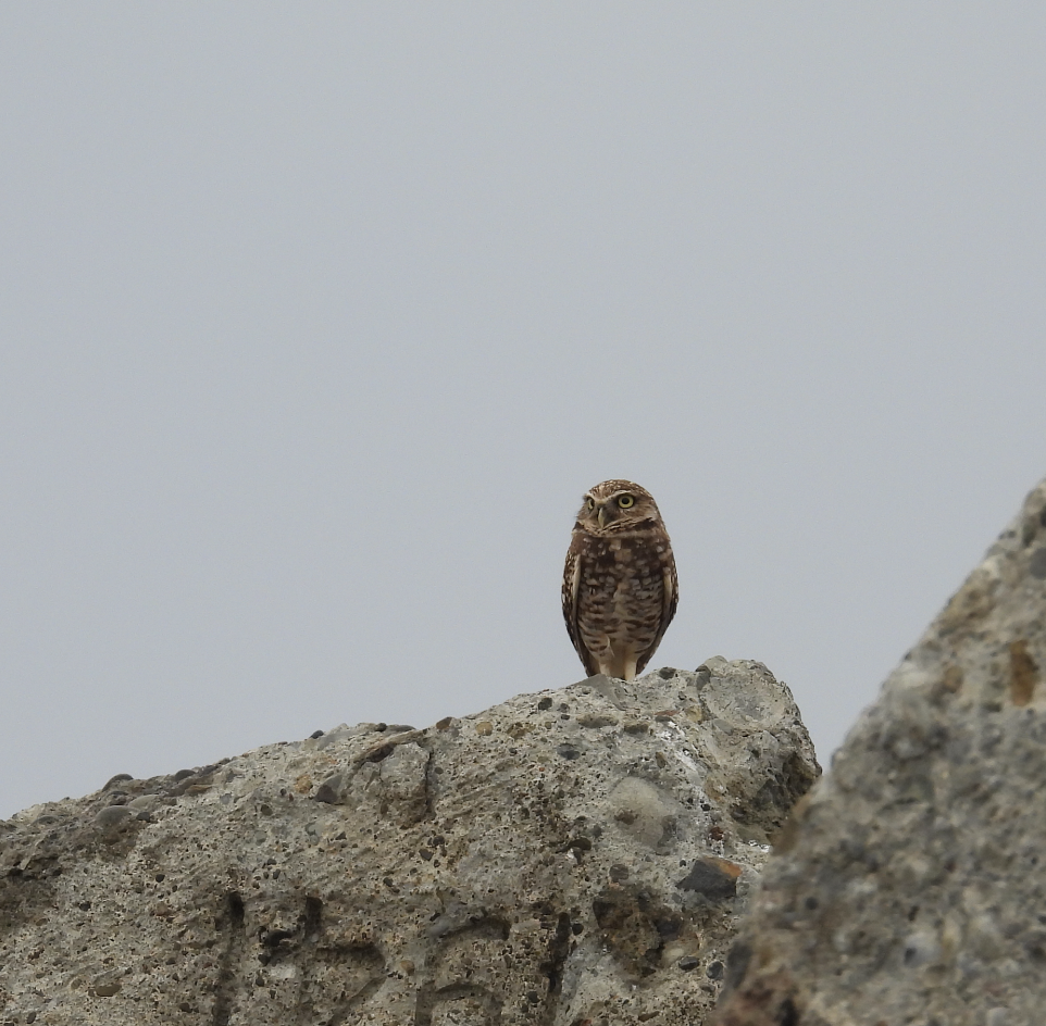 アナホリフクロウ - ML643402187