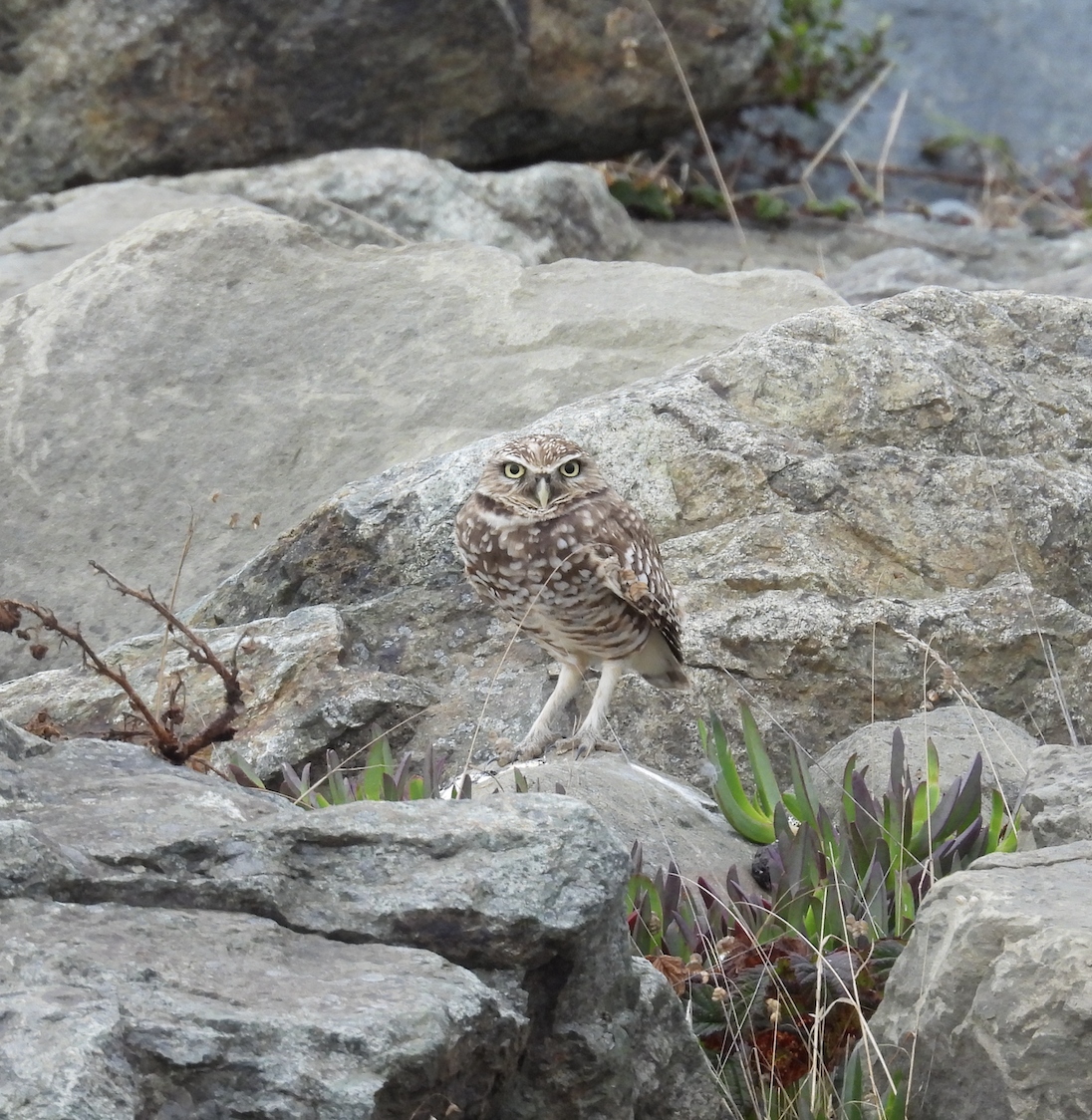 アナホリフクロウ - ML643402188