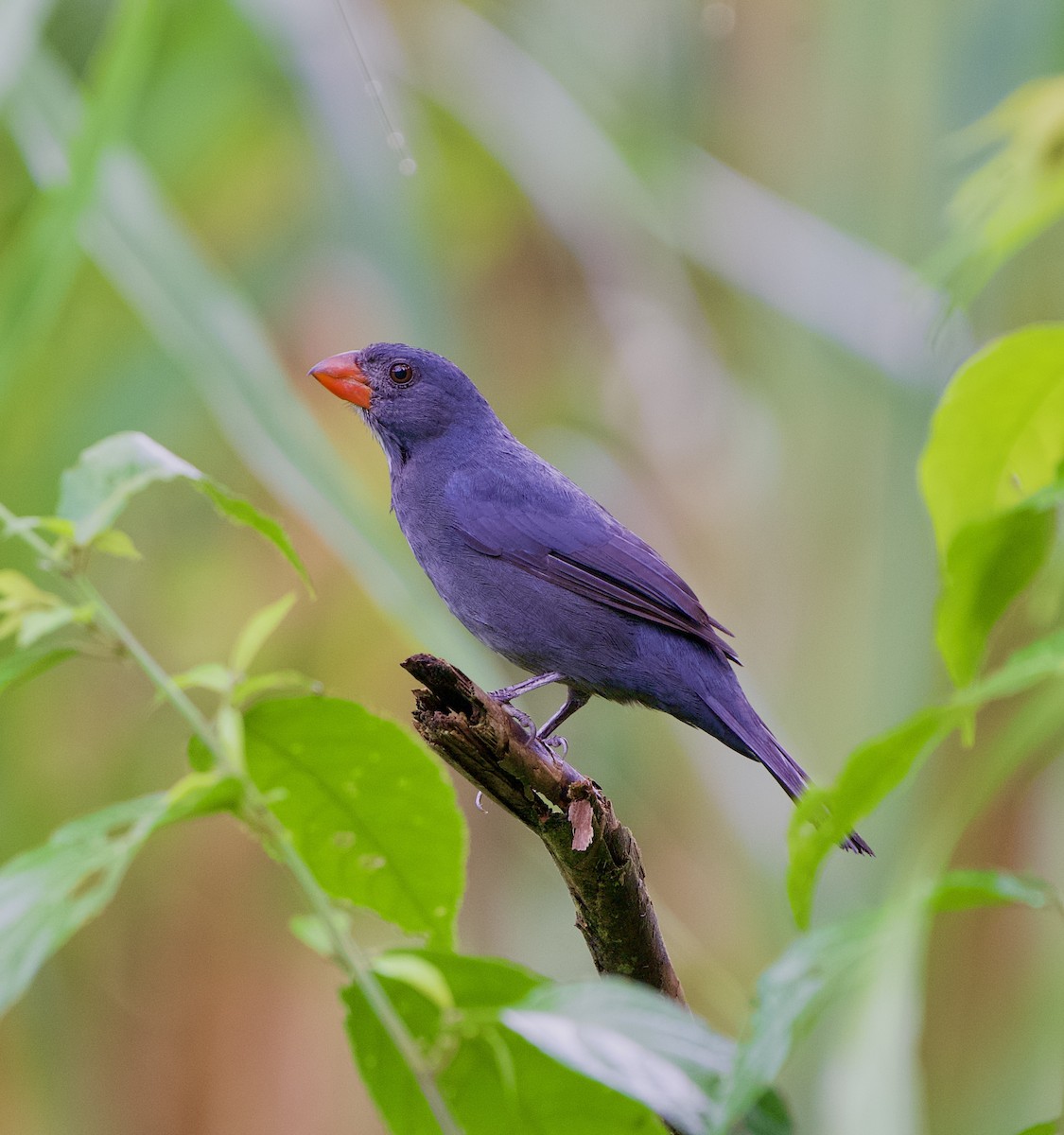Slate-colored Grosbeak - ML643402200