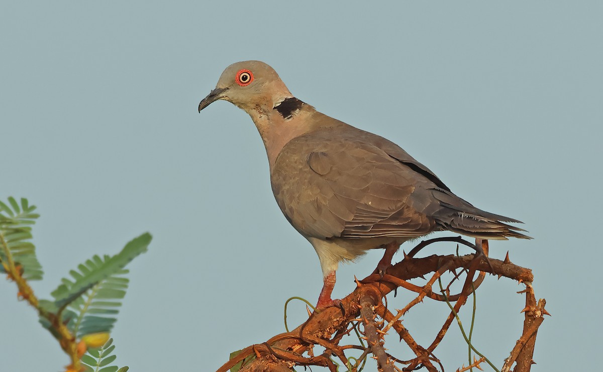 Mourning Collared-Dove - ML643402223