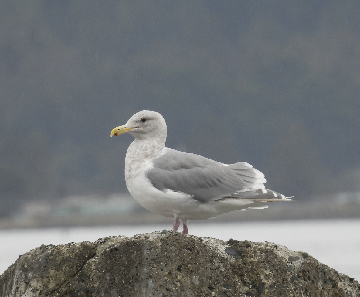 雑種 アメリカオオセグロカモメ ｘ ワシカモメ - ML643402229
