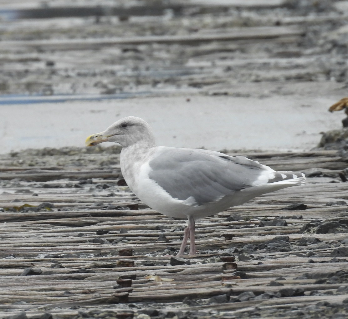 雑種 アメリカオオセグロカモメ ｘ ワシカモメ - ML643402230