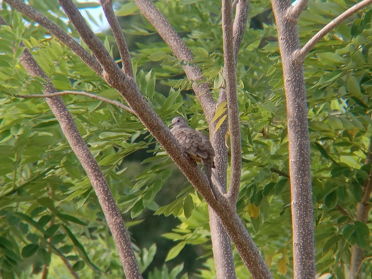 Inca Dove - ML643402236