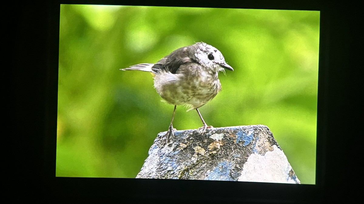 Buff-rumped Warbler - ML643402247