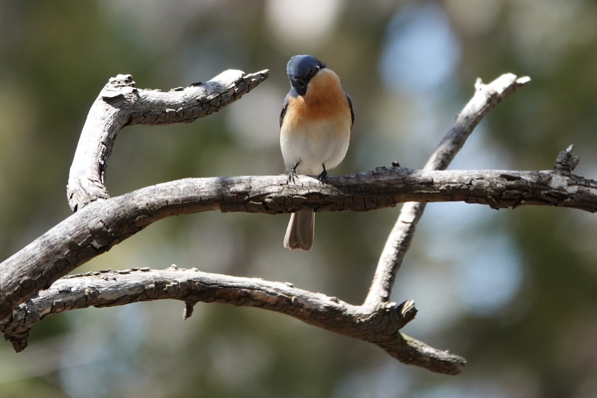 Leaden Flycatcher - ML643402256