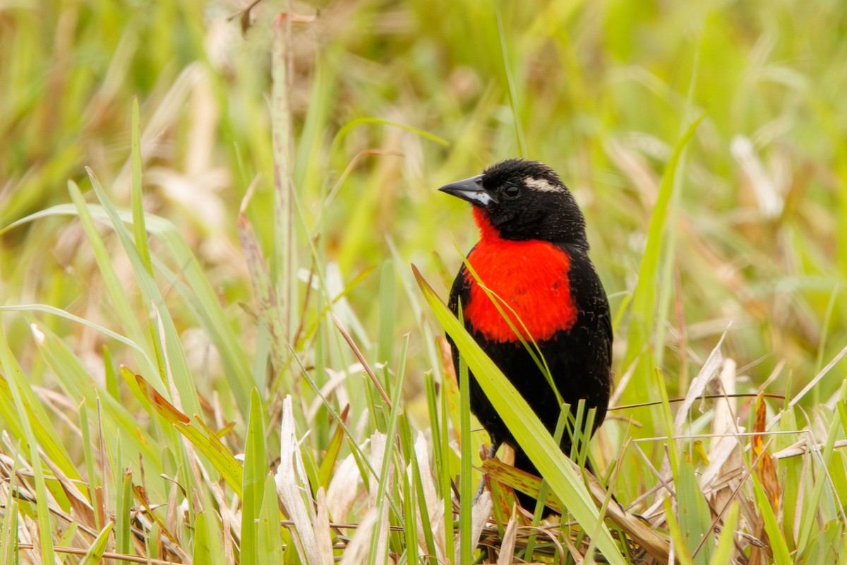 White-browed Meadowlark - ML643402257