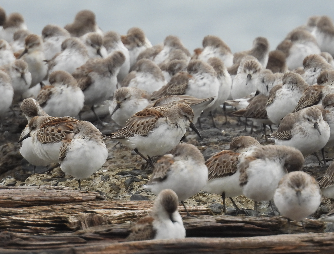 ヒメハマシギ - ML643402272