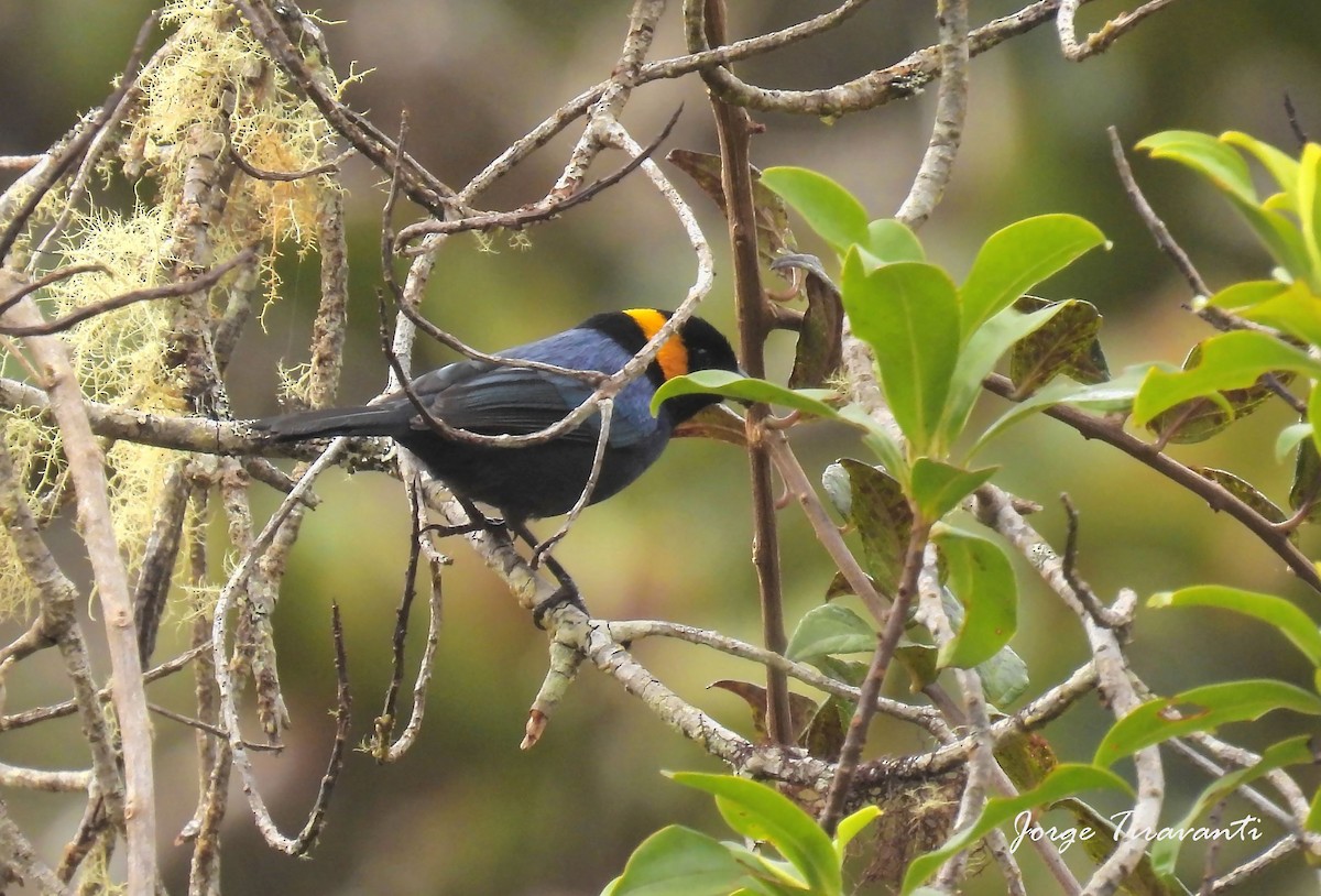 Yellow-scarfed Tanager - ML643402285