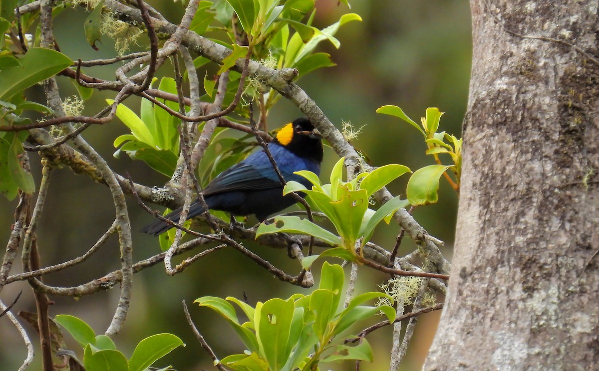 Yellow-scarfed Tanager - ML643402288