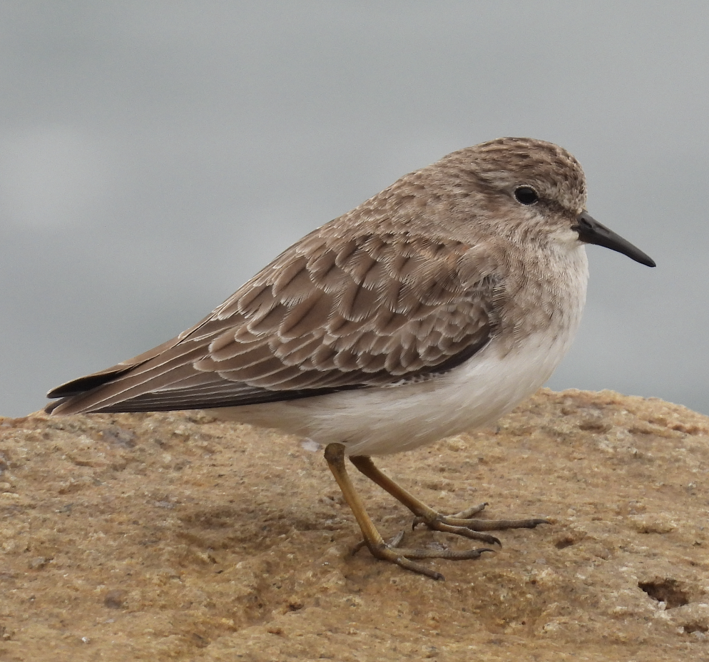 アメリカヒバリシギ - ML643402296