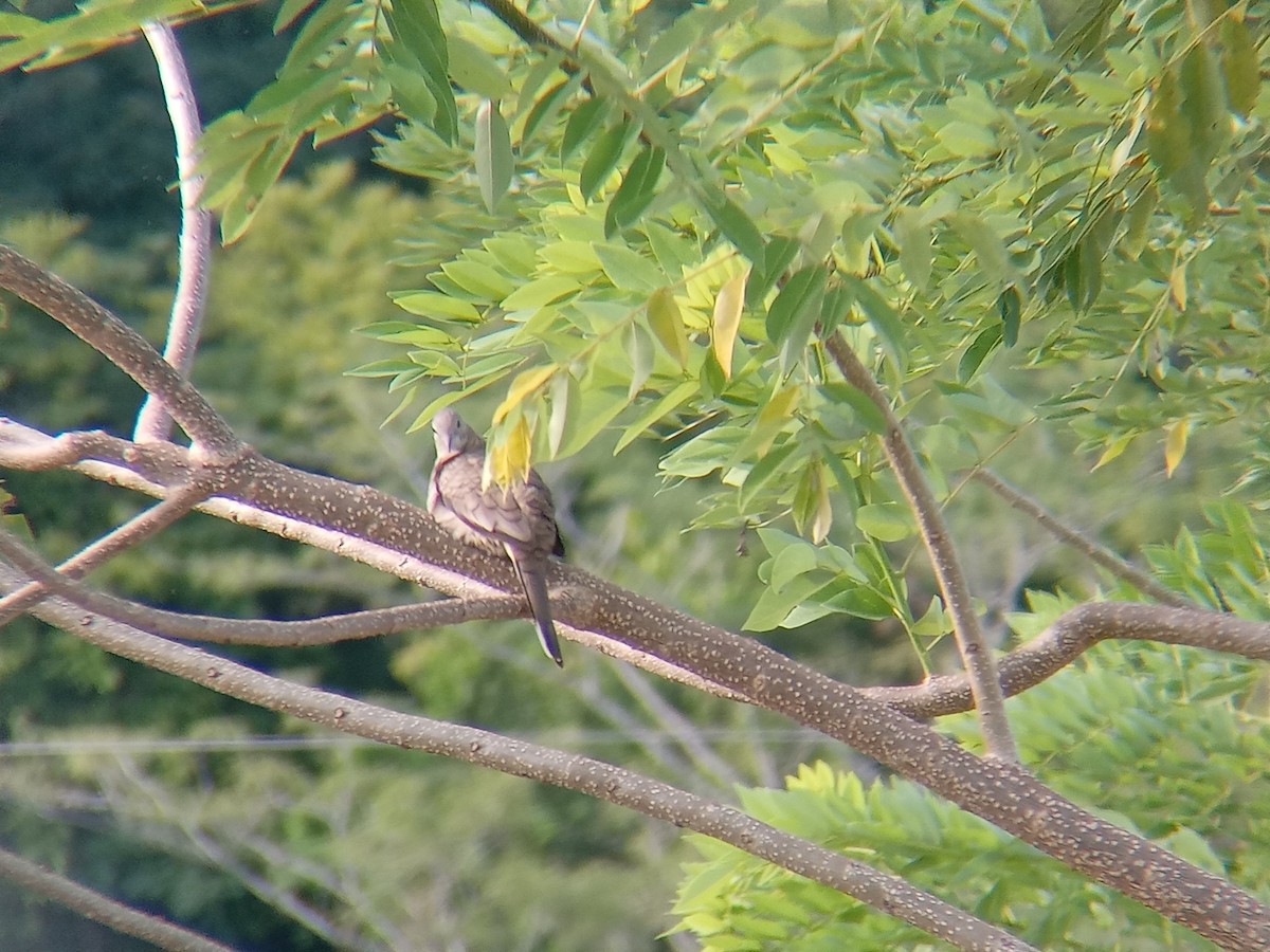 Inca Dove - ML643402302