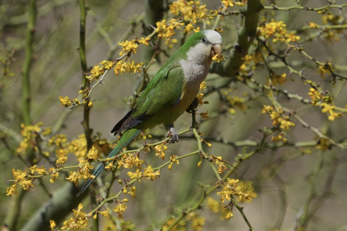 Monk Parakeet (Cliff) - ML643402307