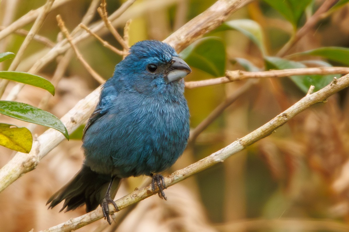 Glaucous-blue Grosbeak - ML643402308