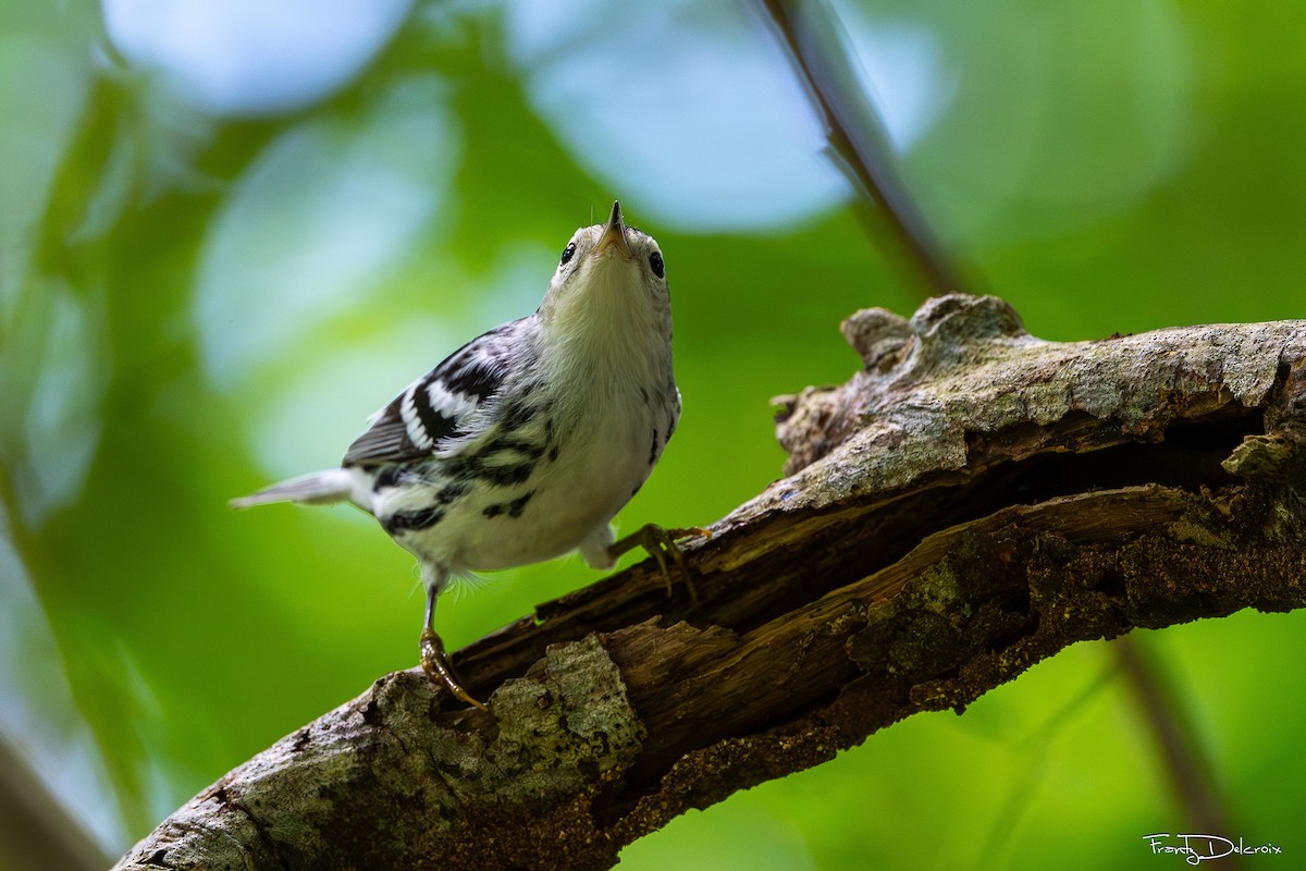 Black-and-white Warbler - ML643402323