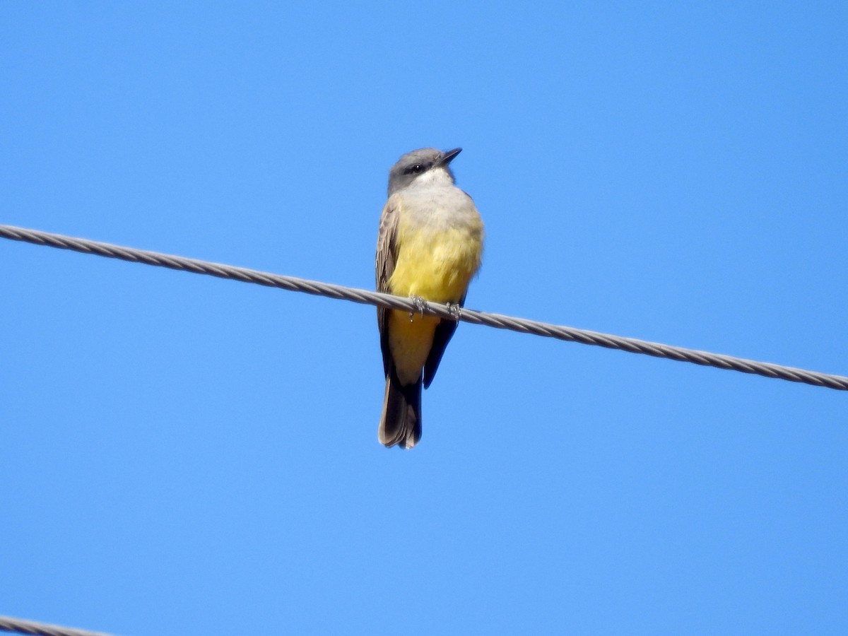 Western Kingbird - ML643402327