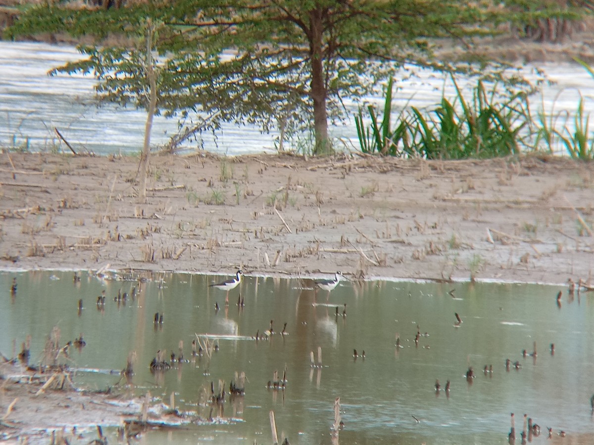 Black-necked Stilt - ML643402331
