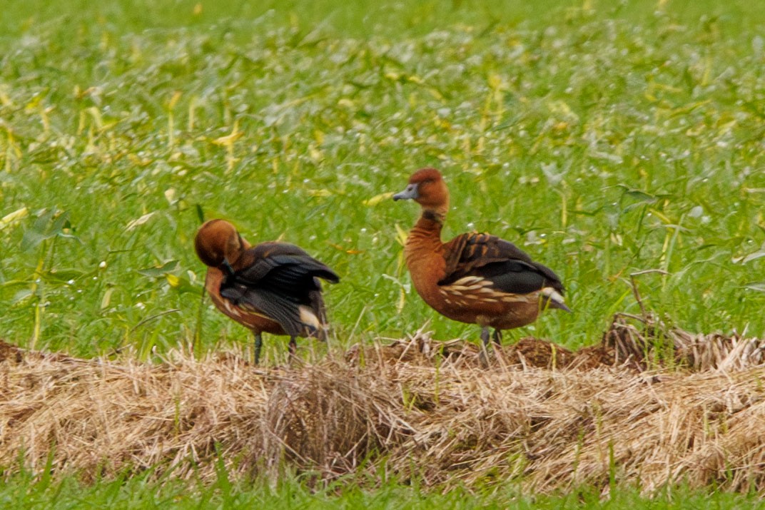 Fulvous Whistling-Duck - ML643402333