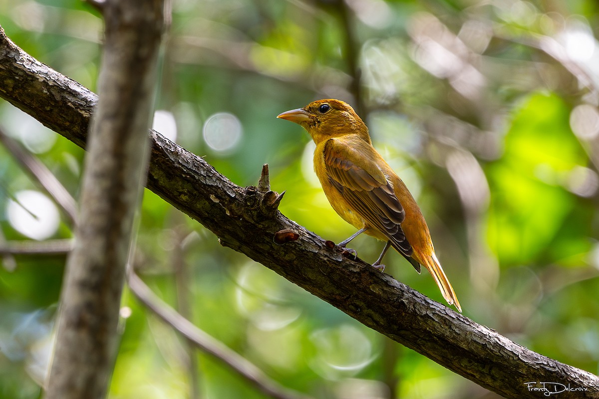 Summer Tanager - ML643402334
