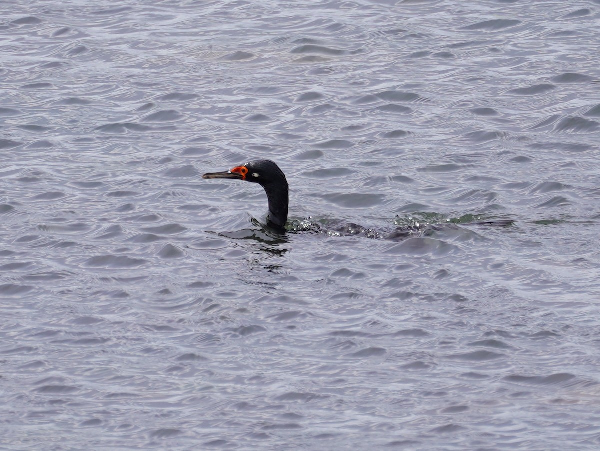 Cormoran de Magellan - ML643402339