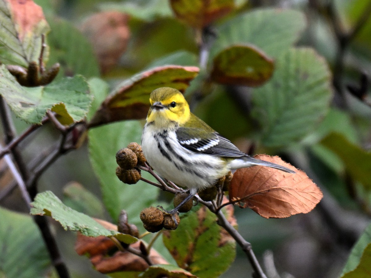 Black-throated Green Warbler - ML643402340