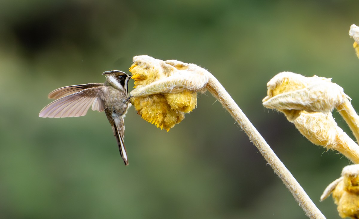 Green-bearded Helmetcrest - ML643402361