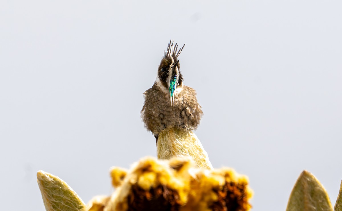 Green-bearded Helmetcrest - ML643402363