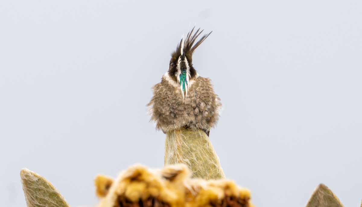 Green-bearded Helmetcrest - ML643402364