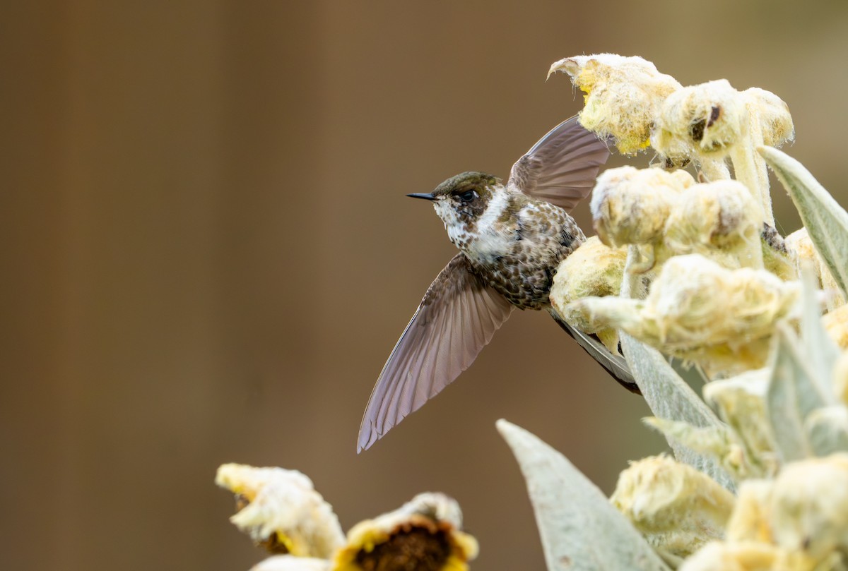 Green-bearded Helmetcrest - ML643402365