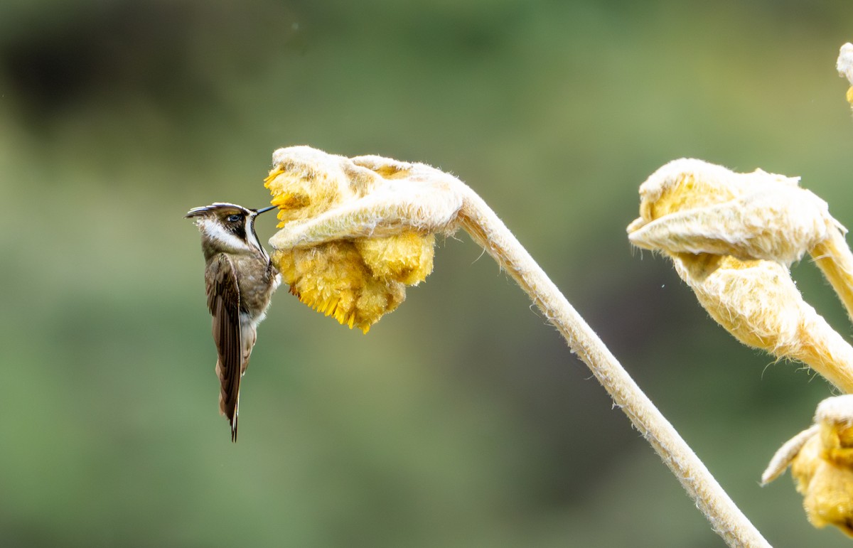 Green-bearded Helmetcrest - ML643402366