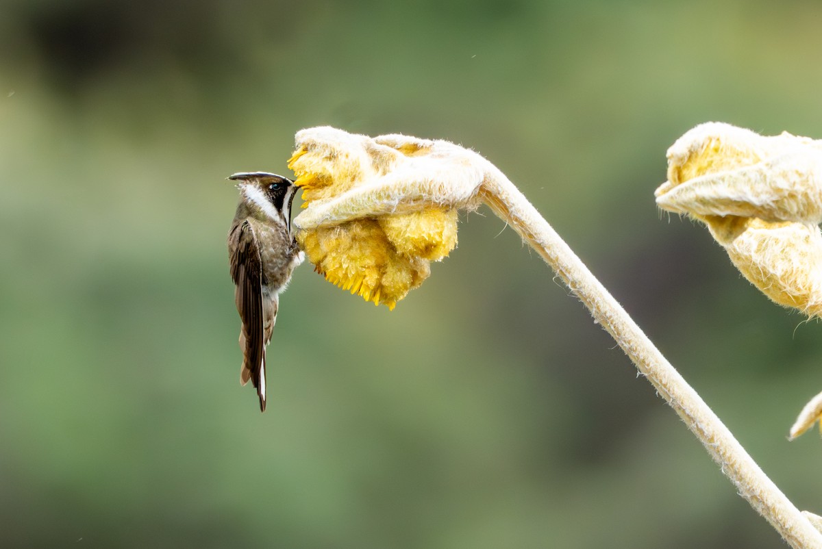 Green-bearded Helmetcrest - ML643402367