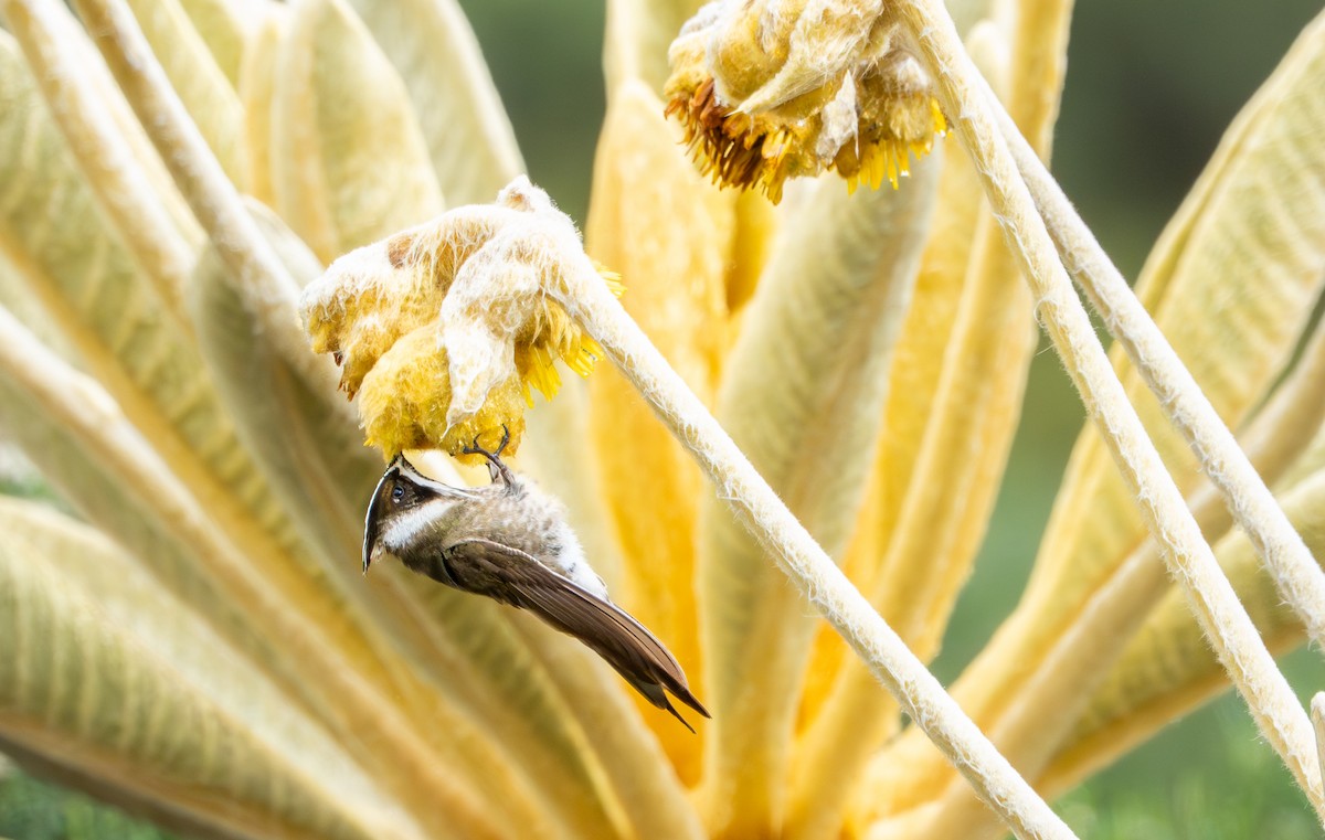 Green-bearded Helmetcrest - ML643402368