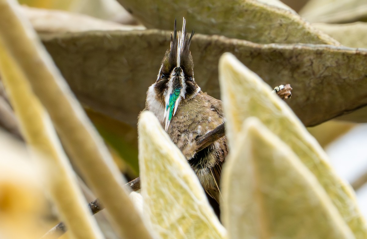 Green-bearded Helmetcrest - ML643402369