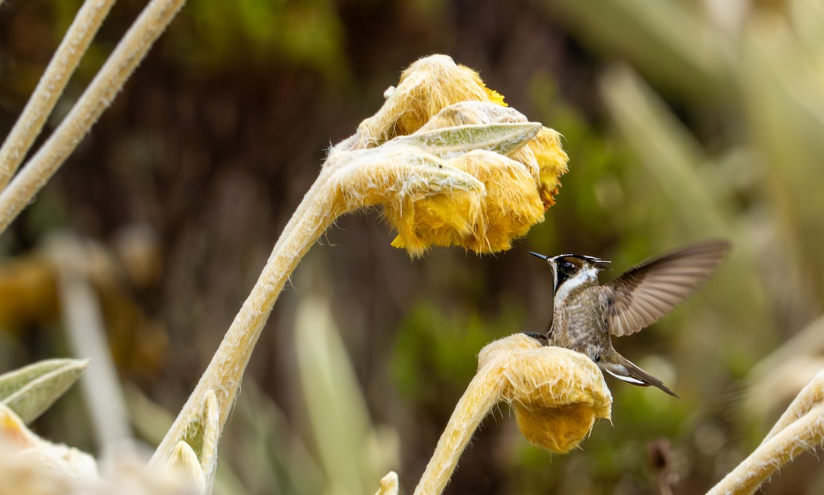 Green-bearded Helmetcrest - ML643402371