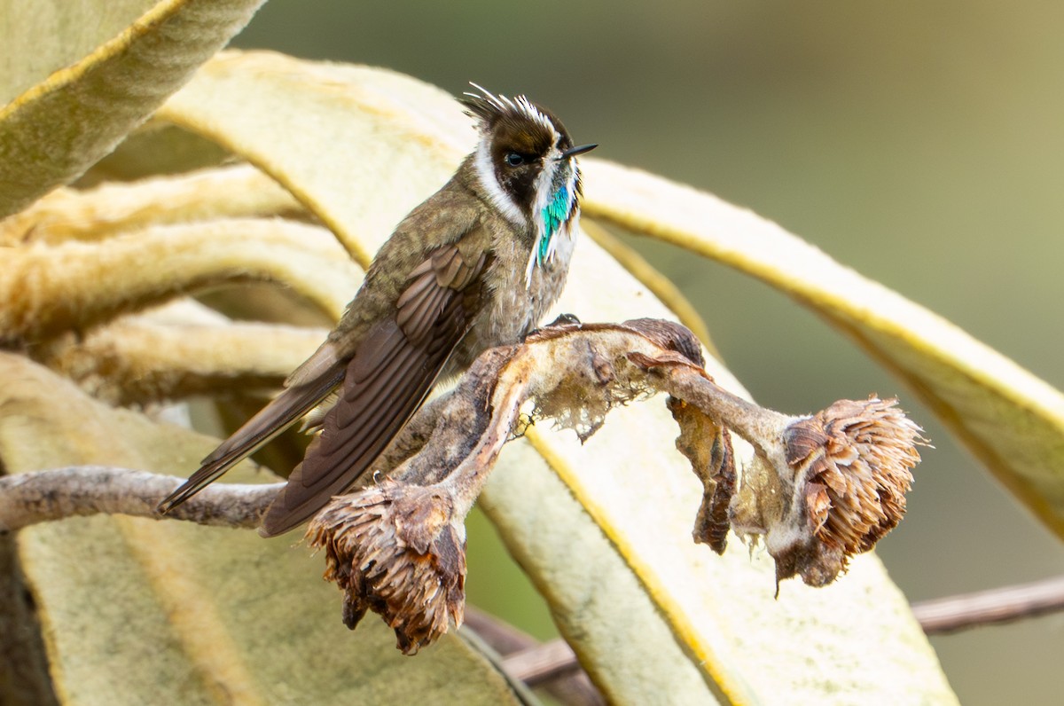 Green-bearded Helmetcrest - ML643402372