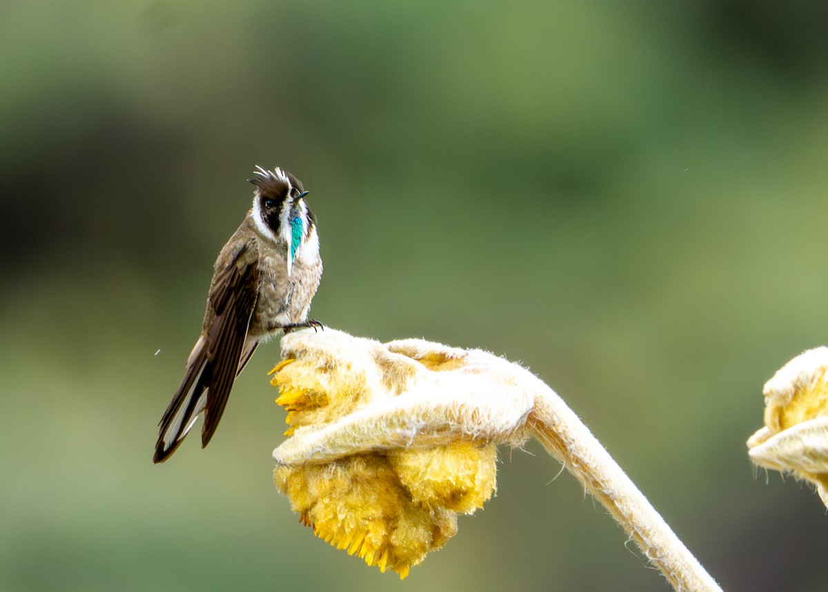 Green-bearded Helmetcrest - ML643402373