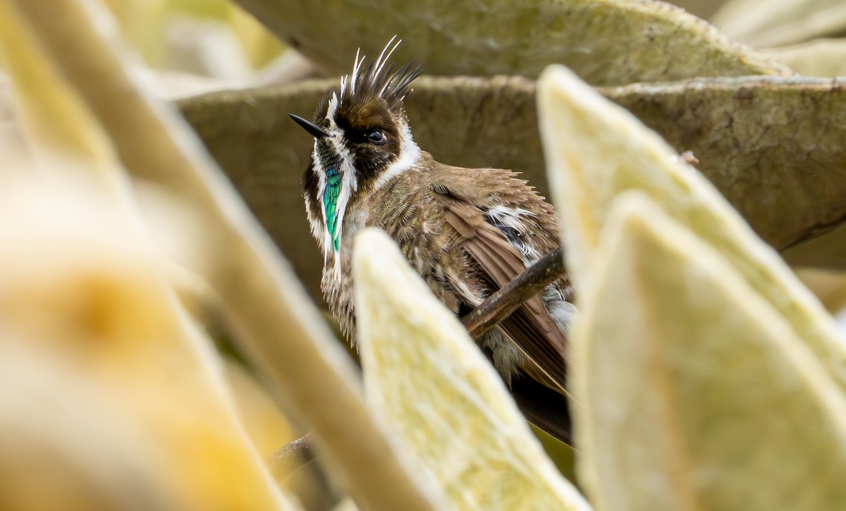 Green-bearded Helmetcrest - ML643402374