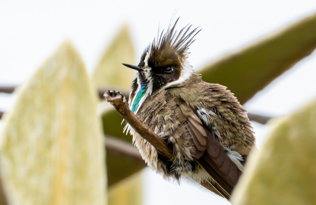 Green-bearded Helmetcrest - ML643402376