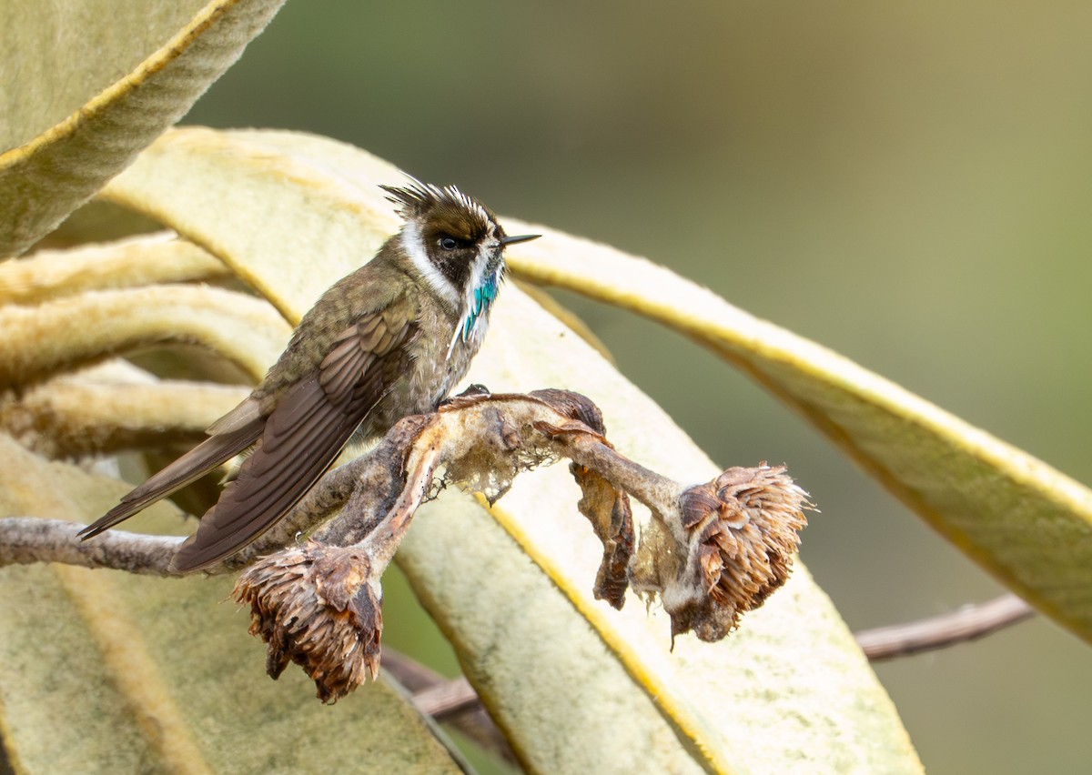 Green-bearded Helmetcrest - ML643402377