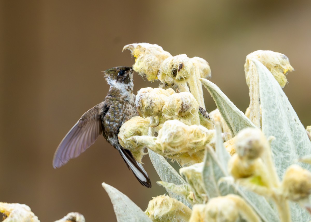 Green-bearded Helmetcrest - ML643402378